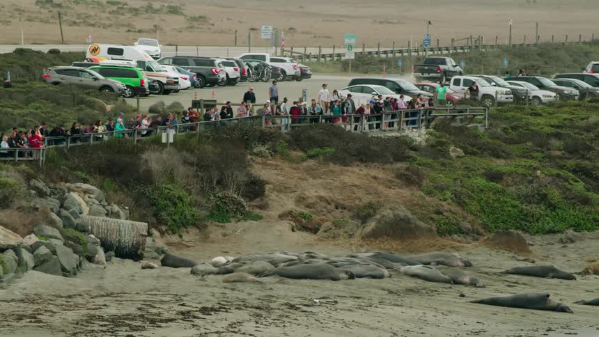 Tourists on scenic overlook watching sea lions on beach below