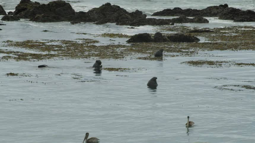 Sea lions and cormorants swim in the sea on a cloudy day