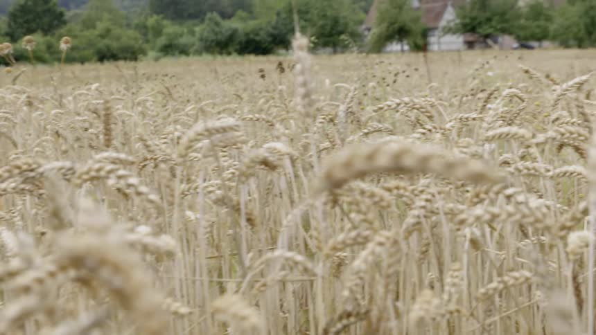The wind blows the stalks of wheat on the farm