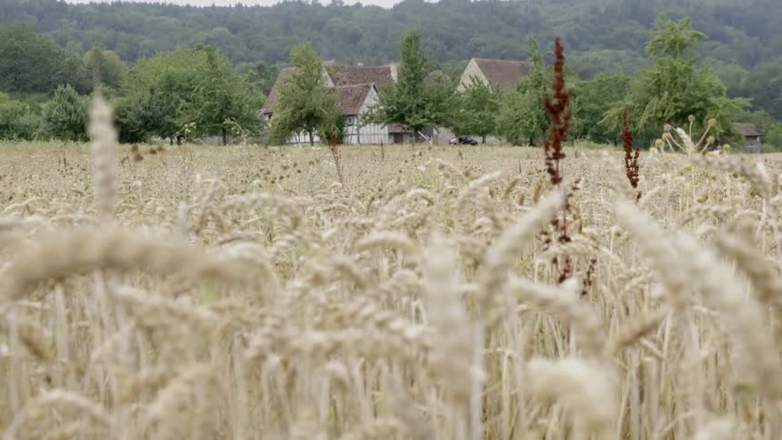 Wheat field near house close to mountains at day