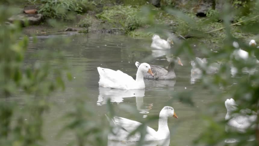 White and gray ducks swimming in a pond