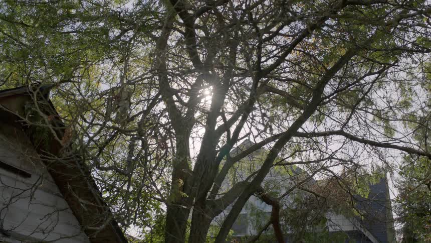 Tall trees are in the yard by the house