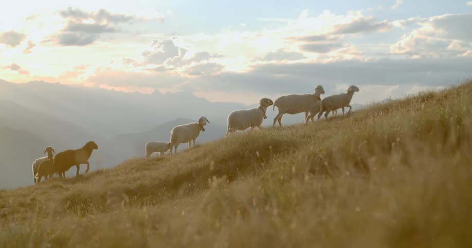 Sheep walk together up the hill