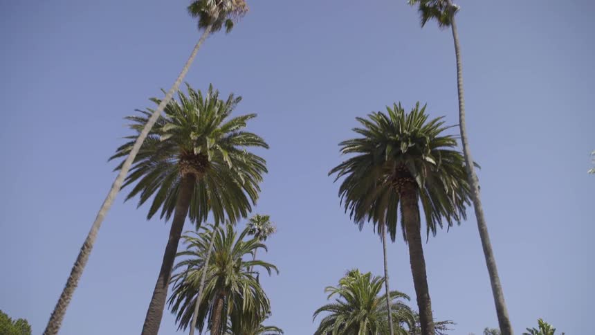Palm trees moving in the sky