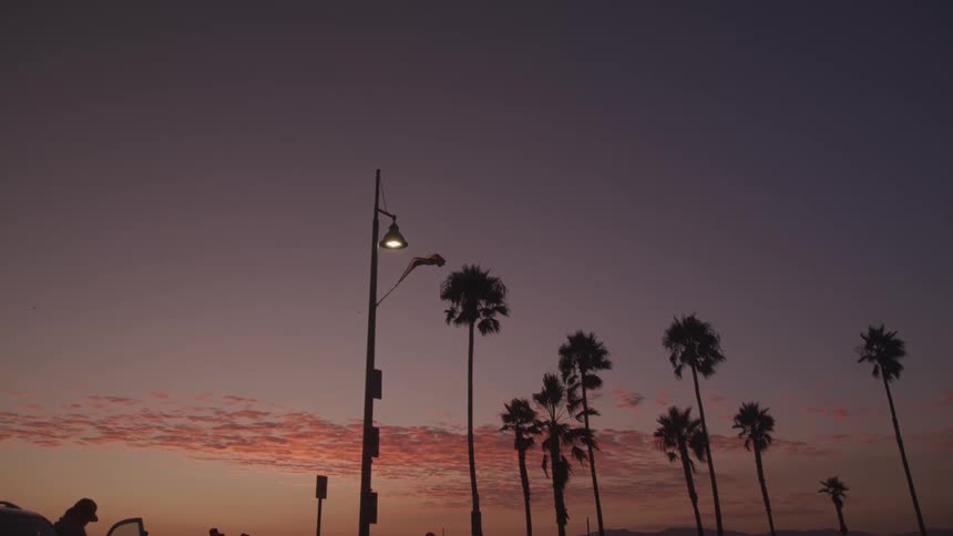 A person stands next to a vehicle parked by a line of palm trees at sunset