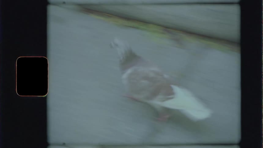 A bird running on cement