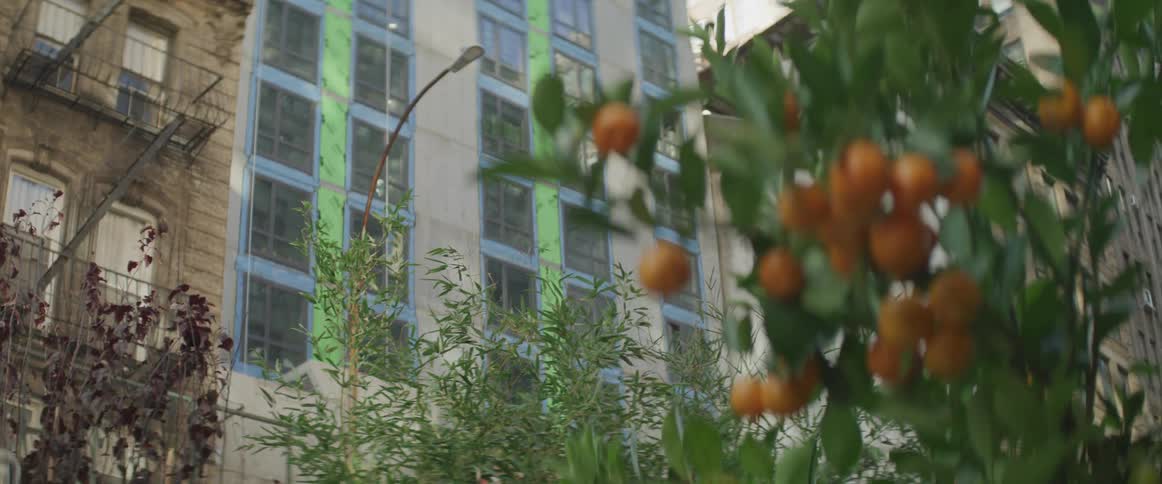 A tree with oranges with buildings in the background