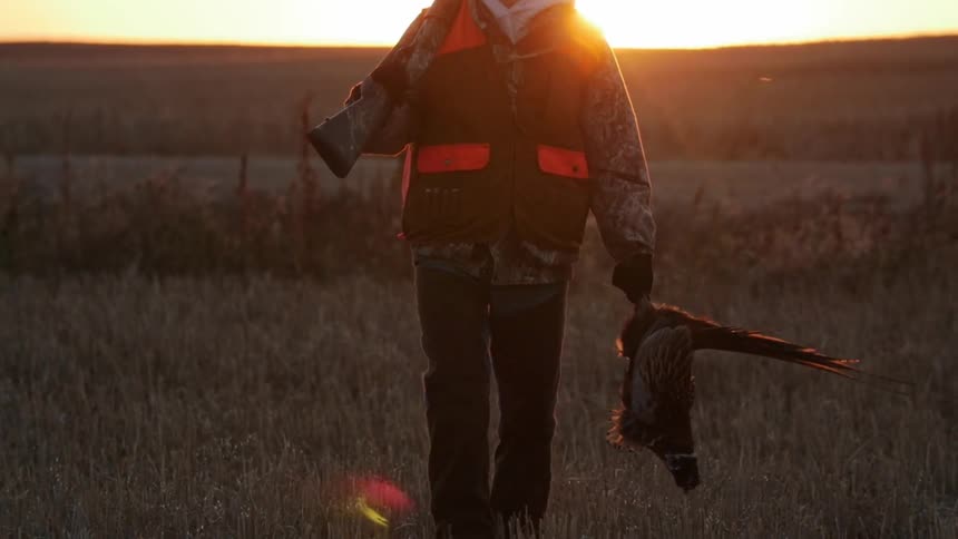 A hunter carrying his gun and kill through a field at sunset