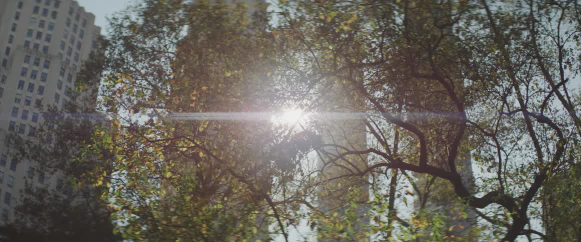 The sun shines between skyscrapers and on to trees