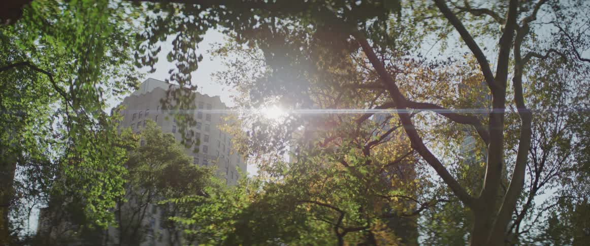 The sun shines through the leaves of trees in the public park