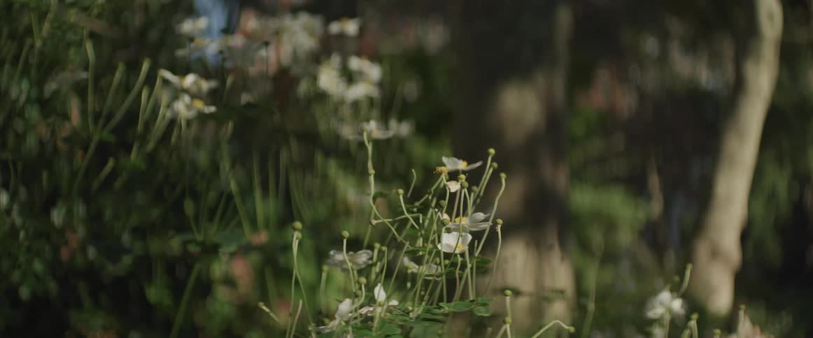 Small white flowers sit near the trees