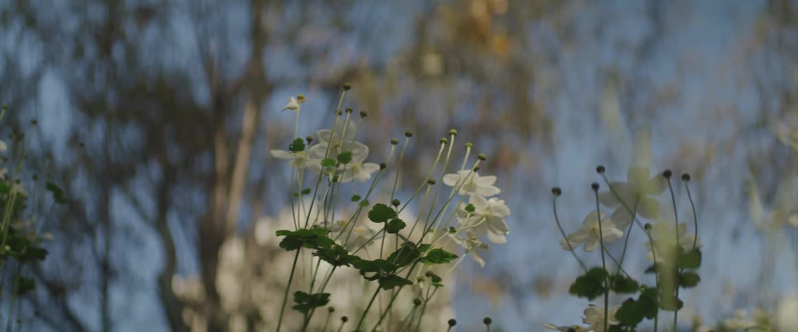 The white flowers sit near the trees