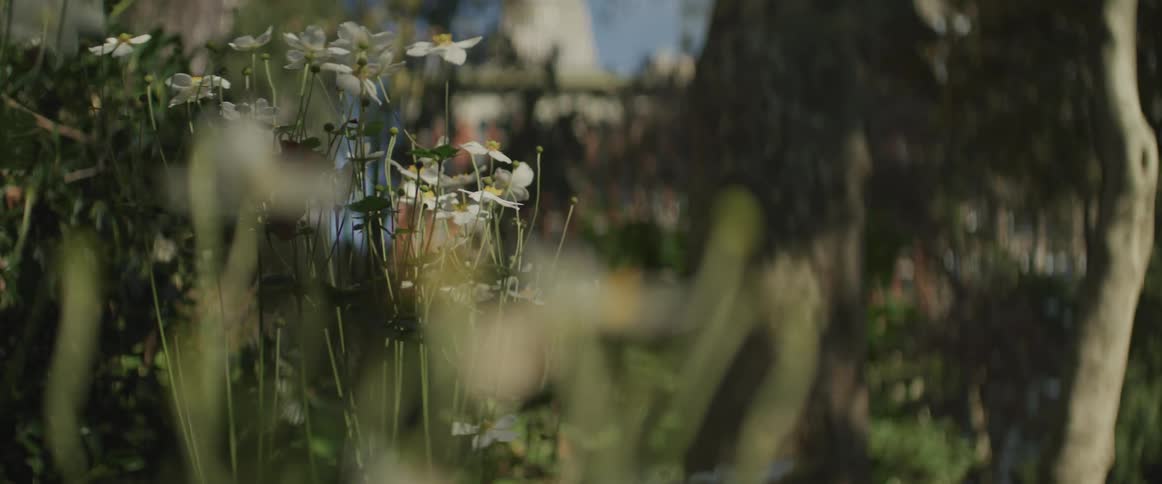 White flowers growing among the bushes and trees on a sunny day