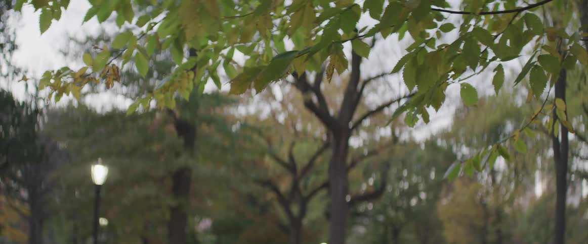 View of the trees in the public park