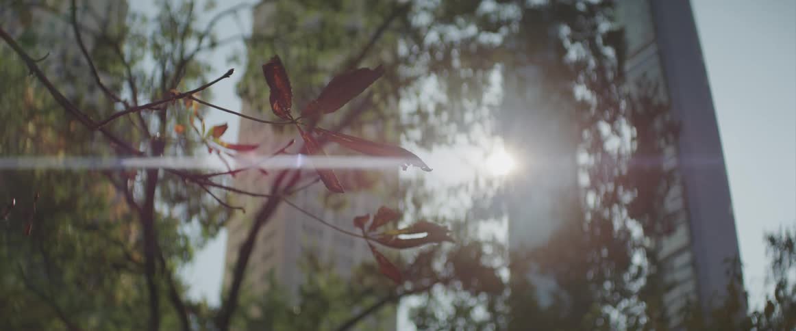 Sun glares between skyscrapers through tree branches