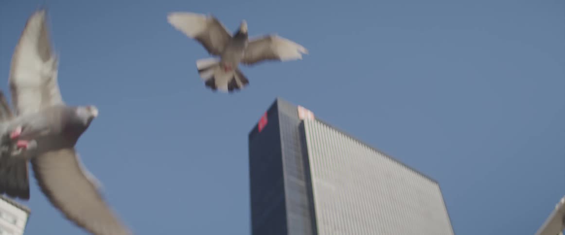 The pigeons fly past the buildings