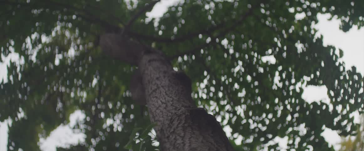 The trunk of a tree during the day