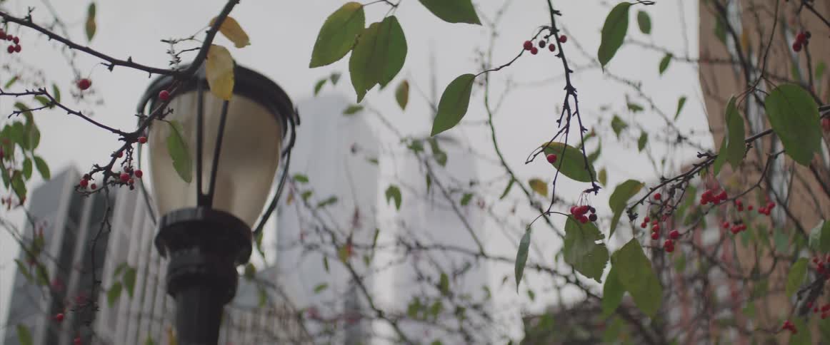 A lamp post and berries on a tree with buildings in the background
