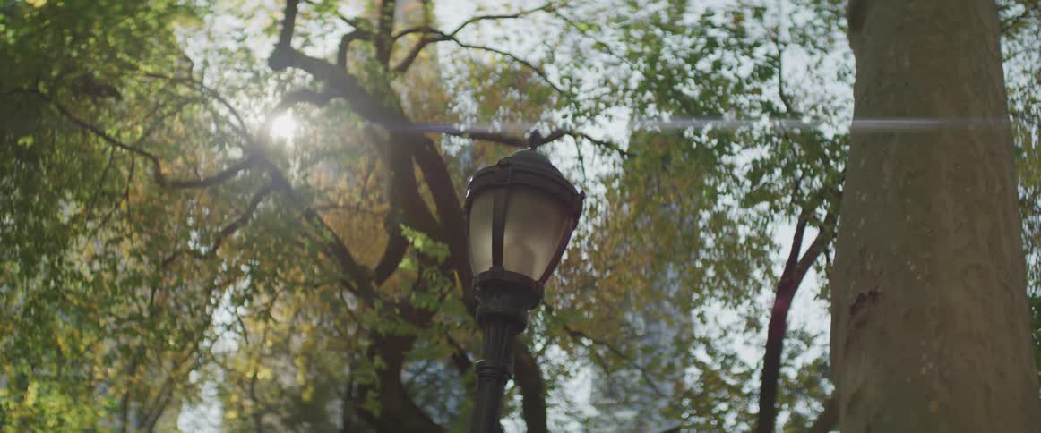 The sun shines in through the trees in the park