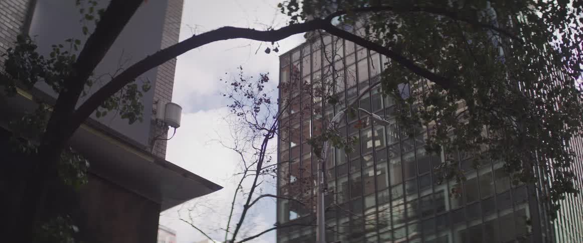 A large branch hangs by the tall building