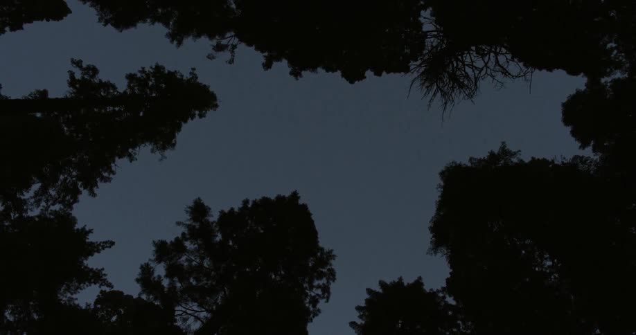 The forest is dark and full of trees