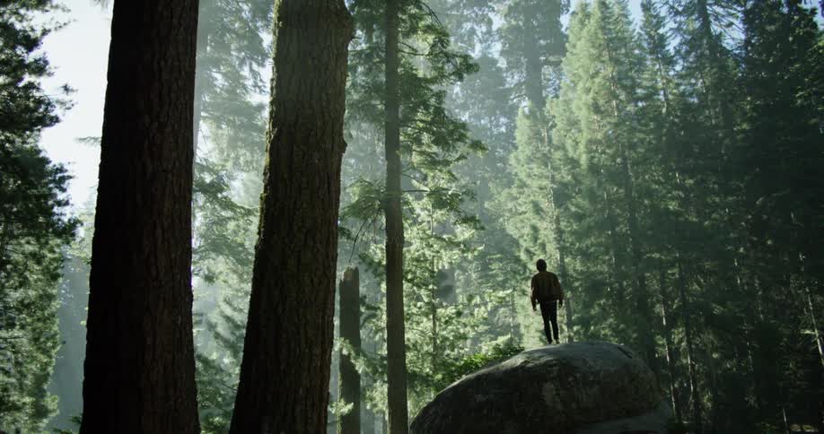 A man stands on a large rock in a forest and looks up at the trees