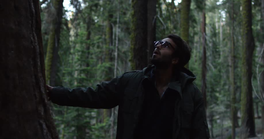 Male walking through woods while examining the trunk of a tall tree