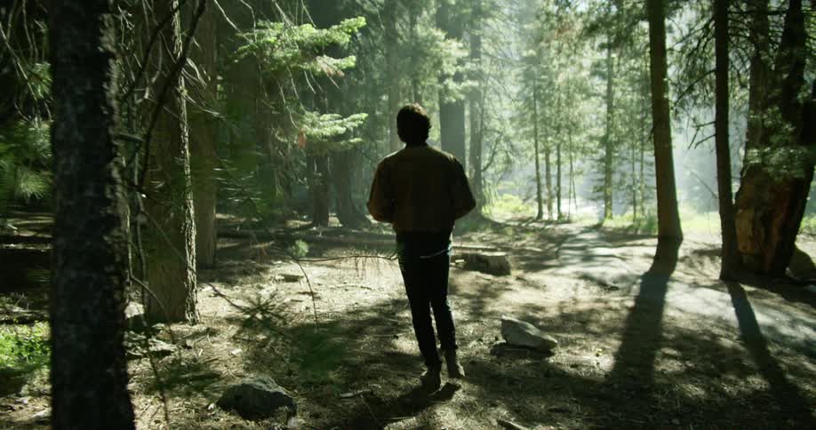 A person walks through the forest