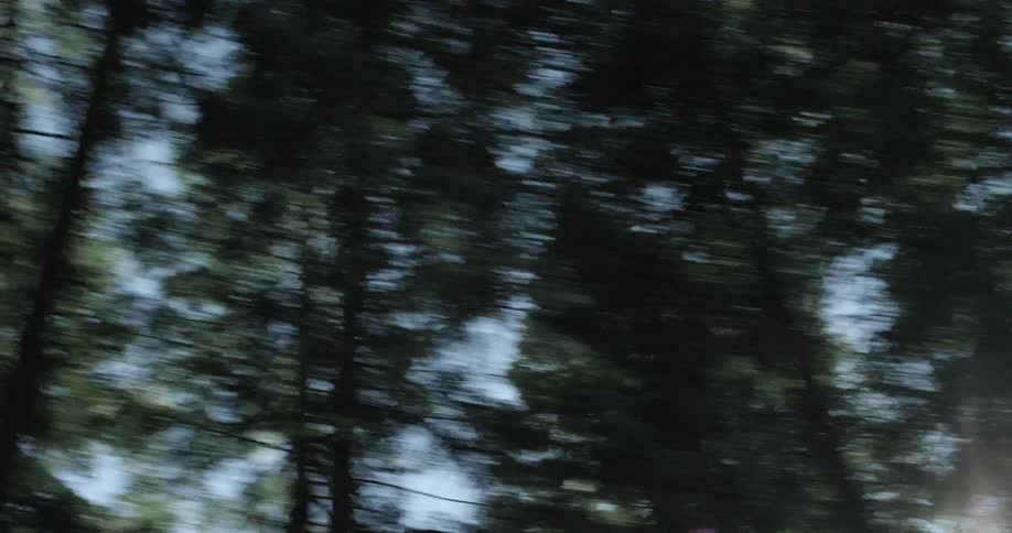 Trees in a forest whiz by quickly