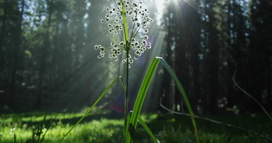 The flower grows in the forest