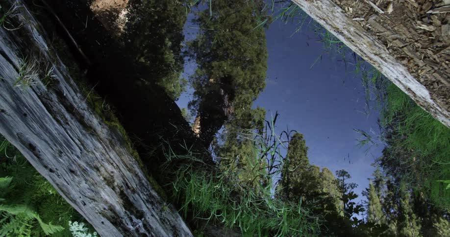 A man walks across a fallen tree log in a forest
