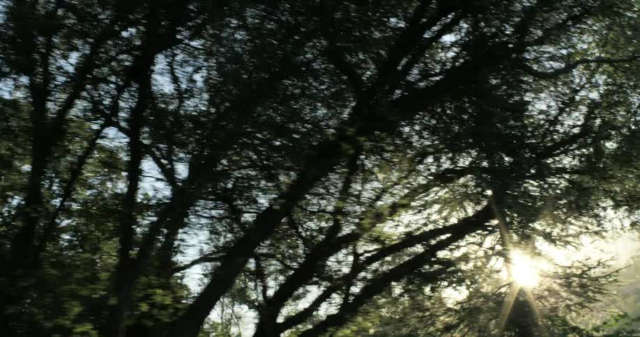 The sun is rising behind the forest