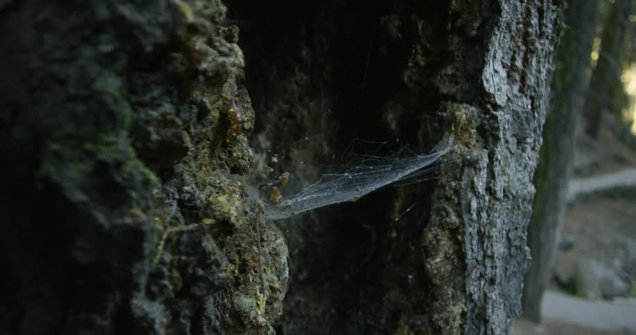 A large tree trunk with a spider web between it