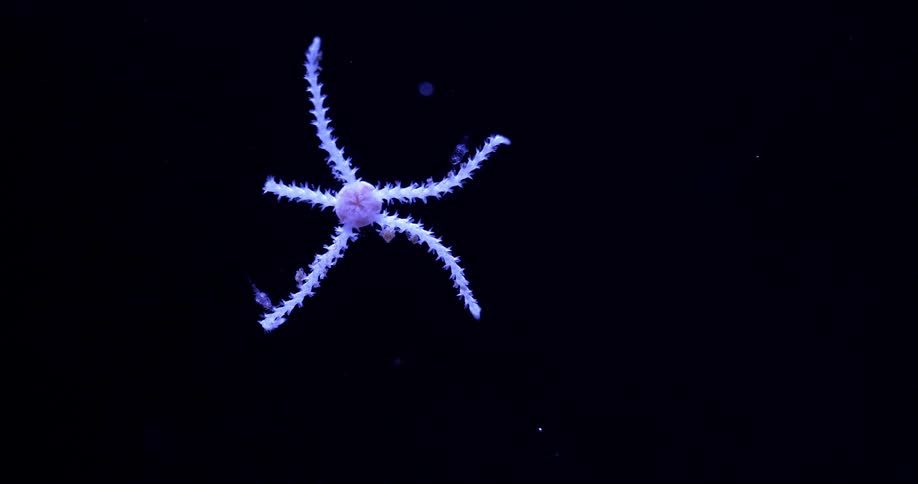 A creature moves underwater