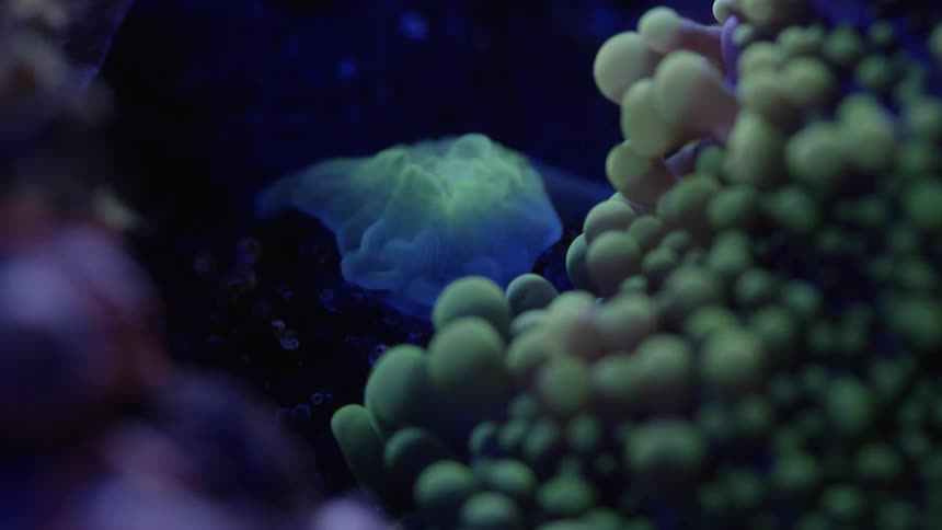A jellyfish glows underwater