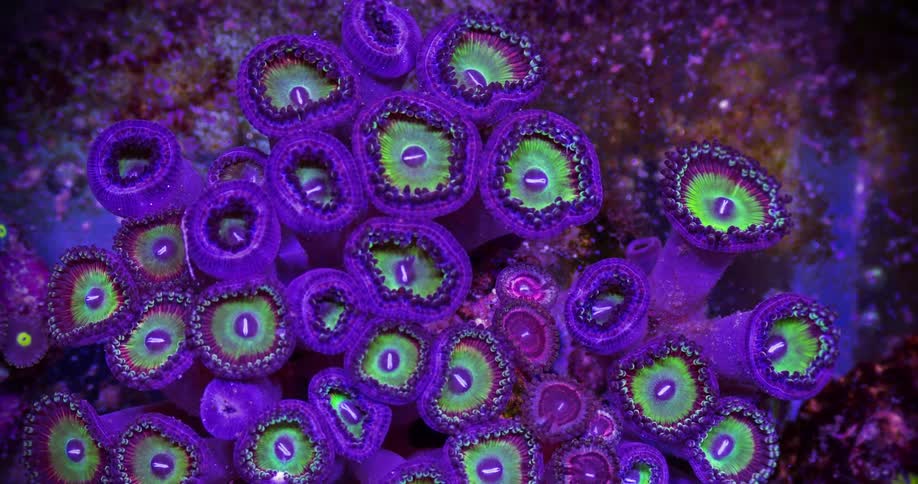 Purple tubular sea animal with green and purple lining opens slowly