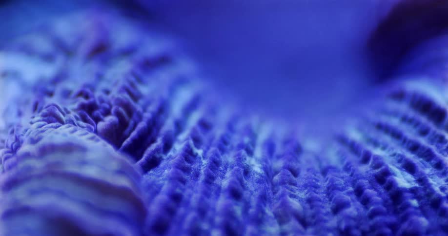 Blue grooves of coral