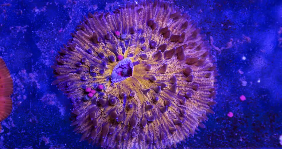 A colorful sea anemone consumes colorful blobs