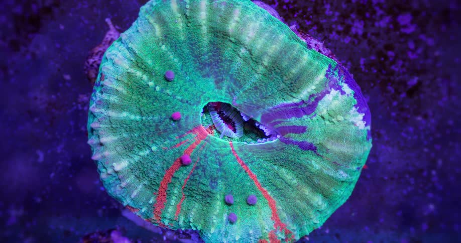 The colors swirl and mix together