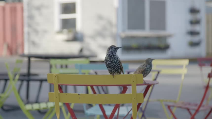 Two birds are perched on a table and chair of a deserted outdoor cafe