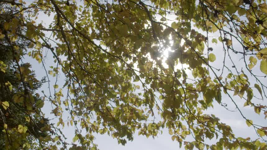 Sun shining through the tree at midday