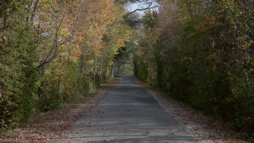 A paved path through a forest is shown head on first out of focus and then in focus