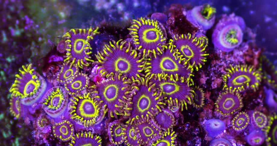 Coral polyps move under the water