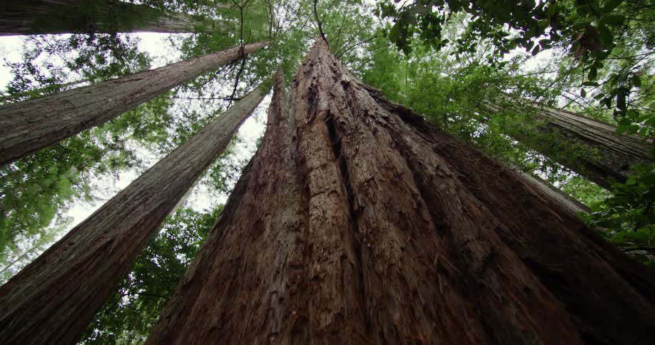 Tall trees sit close together in a forest