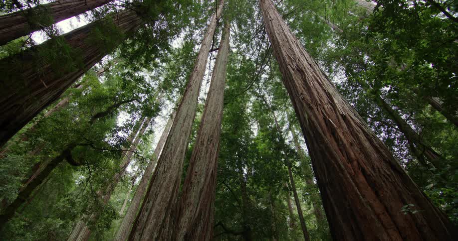 Trees in a forest
