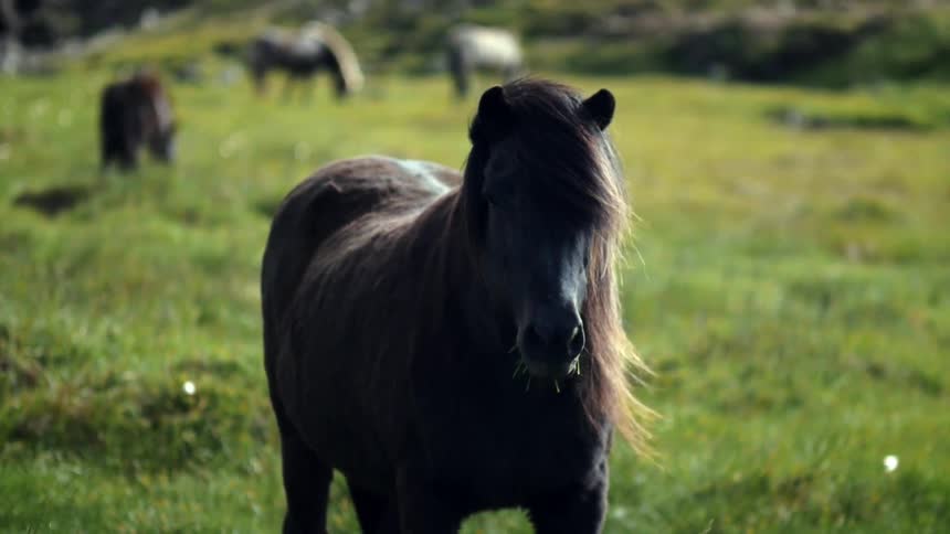 Horses are grazing and standing on a grass field