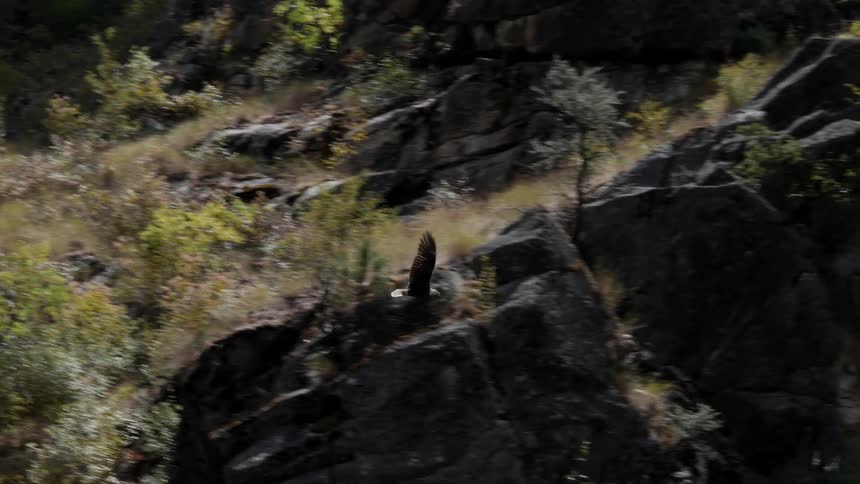 An eagle flying near a mountainside