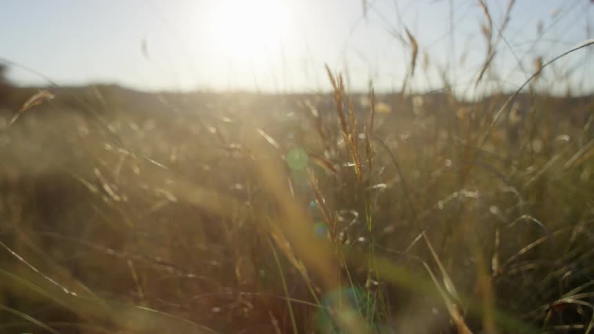 Tall grass in a field on a sunny day
