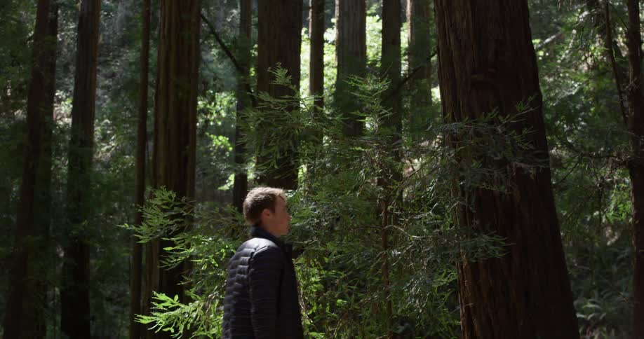 Man walks and looks up at the tall trees in the woods