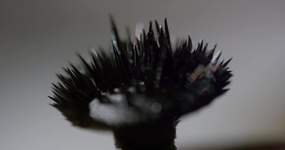 A plant like object with spiky appendages